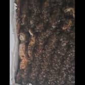 A colony of over 180,000 bees were found in a bedroom ceiling, and relocated by Beekeeper Andrew Card of the Loch Ness Honey Company.