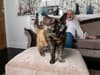 Man claims to own world’s oldest cat aged 29 putting her long life down to 'lots of treats' - watch video