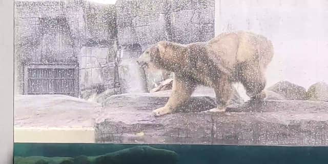 A polar bear working up the courage to jump into a pool.
